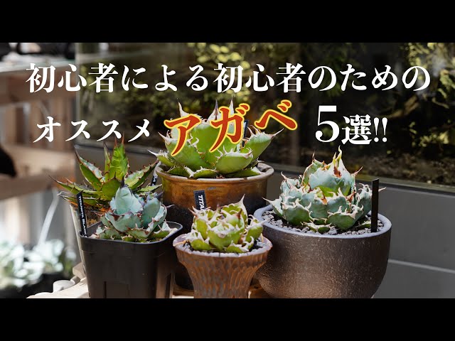 中型アガベ 健康な根付き 中型アガベ 健康な根付き