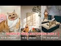 Kompilasi video kucing lucu Part 8❗