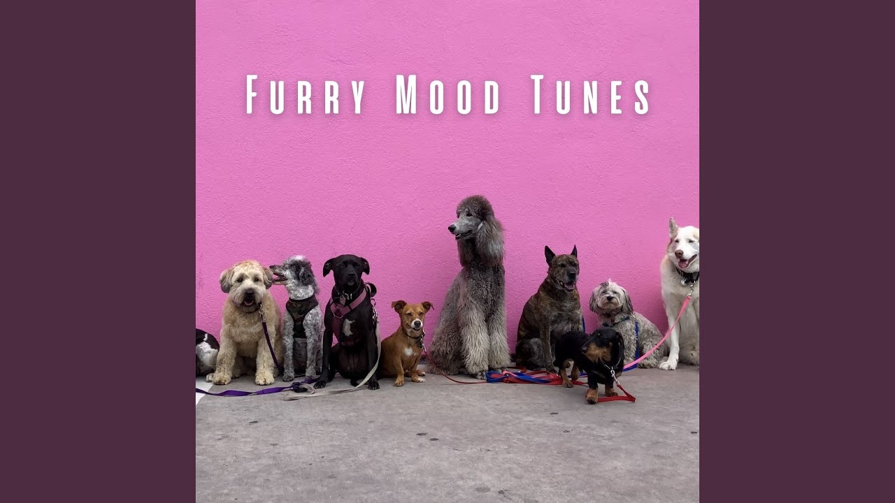 Lofi Sounds for Pets