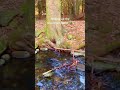 Early Spring Mountain Stream ASMR 🌲💧 #natureshorts #nature #naturesounds  #relaxing  #relaxingnature