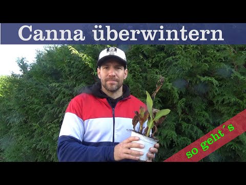 Video: Canna (62 Fotos): Was Sind Das Für Blumen? Beschreibung Von Canna Und Roten Cannapflanzen. Muss Ich Für Den Winter Im Garten Dosen Graben? Wachsen Zu Hause Und Im Freien