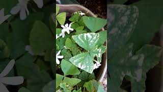 Trébol variegado y  el completamente verde juntos floreados 🍀☘️