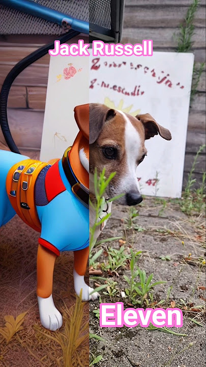 Paw Patrol JRT Eleven 🐶 | Jack Russell #shorts | #jackrussellterrier #tiktok