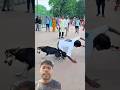 part 2 Dog is😰best🐶 and amazing dog flip #viraljump#dogshorts #dogclothes #animals #youtube
