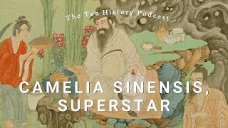 Camelia Sinensis, Superstar | The Tea History Podcast | Ep. 6