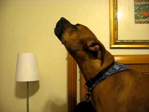 Oscar howling at the alarm clock - YouTube