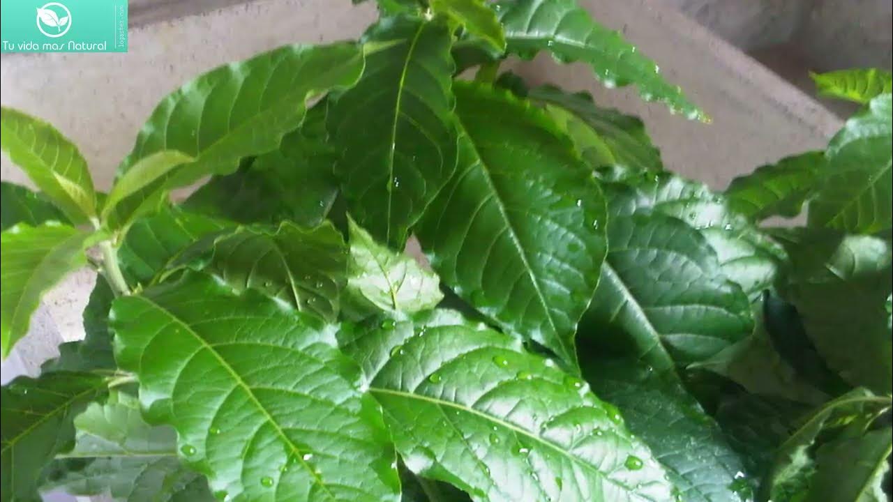 Benficios del té de Hierba del Zorrillo YouTube