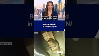 NJ police vs. one VERY angry beaver!