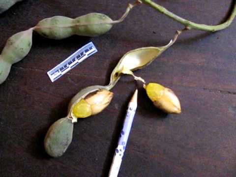 Fruits, seeds, and arils of Swartzia (Fabaceae-Cae...