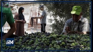 Syrian Olive Oil bounces back despite economic crisis