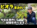 ◆この春はビオラで覆い尽くします🌱