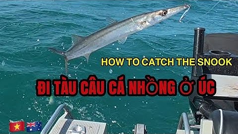 P1 Cách câu cá nhồng ở Úc| How to catch snook | snook trolling #snook #trolling