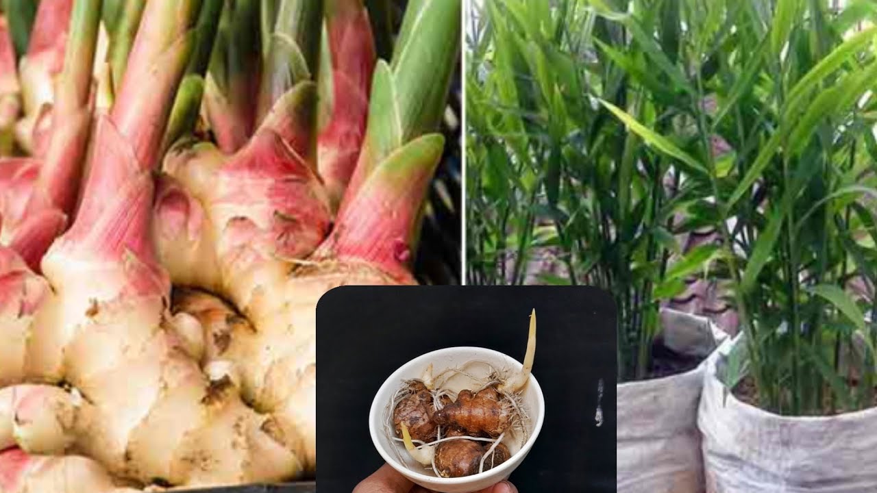 How To Grow Ginger, Garlic, Lemongrass At Home YouTube