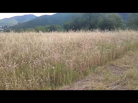 კოკერ სპანიელი