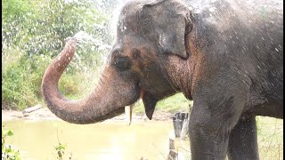 Kaavan’s Sanctuary Life!  ElephantNews