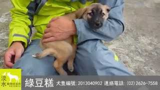 【已歿】2013040902綠豆糕-淡水動物收容所