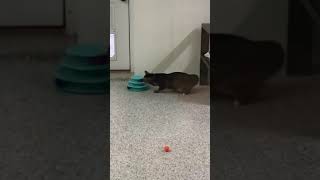 Bandit playing with ball tower
