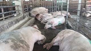 Inside a Busy Pig Farm  Daily Farm Life