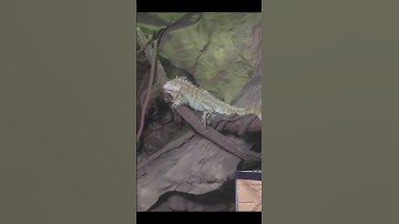 Discover How Effortlessly You Can Build your reptiles dream home!