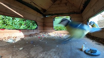 Get up close and personal with birds in this interactive birdhouse setup