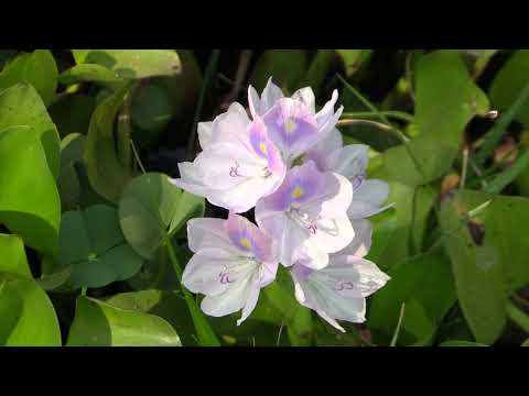 ЭЙХОРНИЯ ОТЛИЧНАЯ или КРАСИВЕЙШАЯ или ВОДЯНОЙ ГИАЦИНТ (Eichhornia crassipes. Cambodia) (1)
