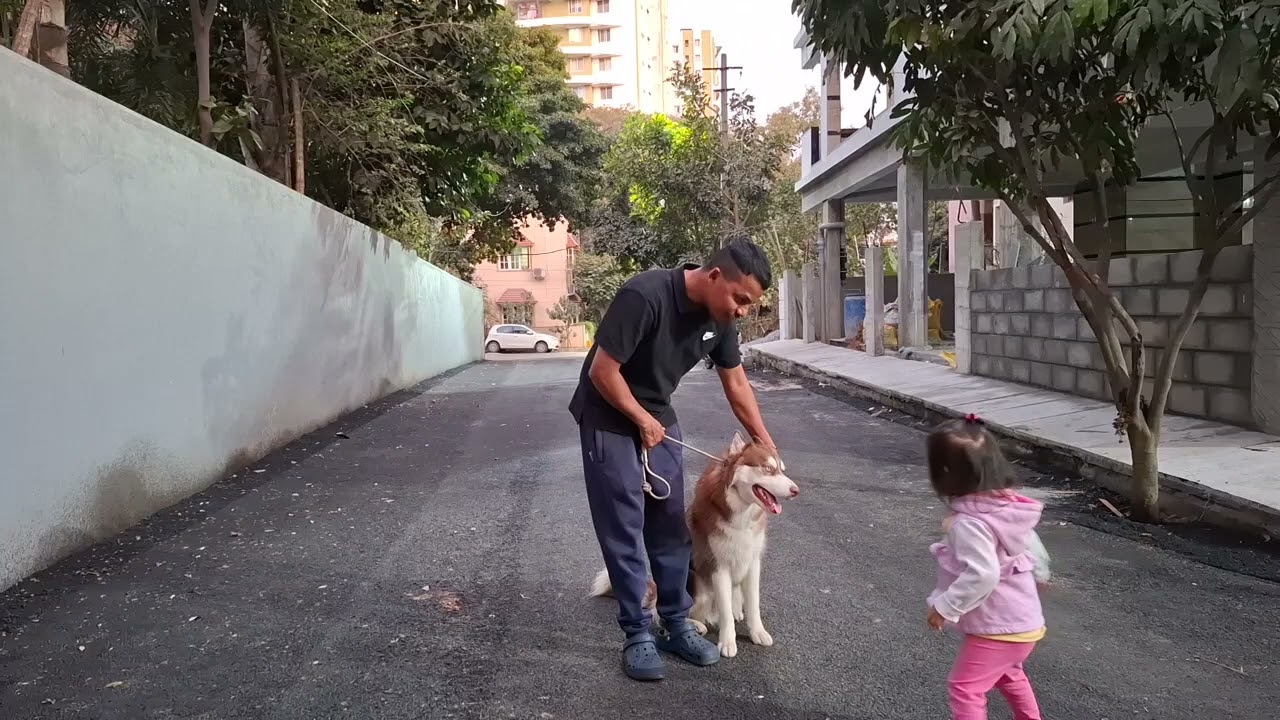 Husky walking training #