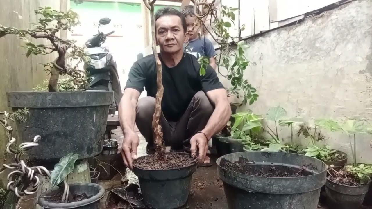 Pembentukan bonsai anggur brazil#bonsai