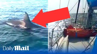 Sailor captures shocking moment killer whale attacks his boat in Portugal