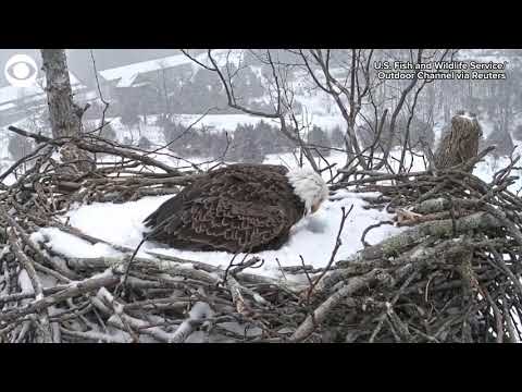 Video: Slik oppretter du en Salamander Habitat