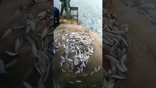 Ikan tembang pulau laki