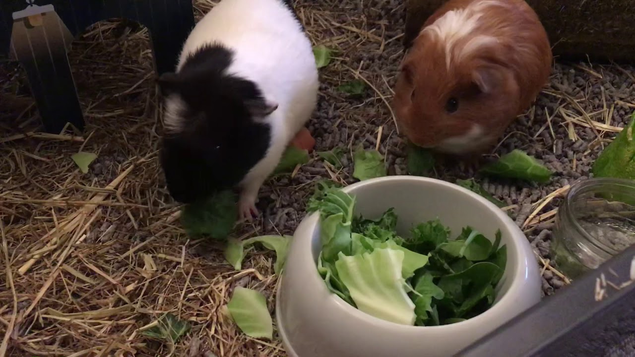 Baby guinea pigs eating YouTube