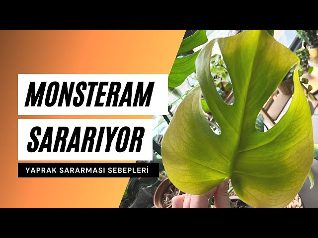 philodendron hederaceum variegata Variegated Trailing Philodendron (Philodendron hederaceum variegata) –  Cedar Bridge Botanicals main image 0