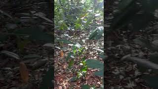 Suasana hutan yang damai bersama iringan suara burung Tiung