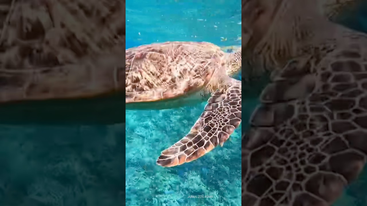 Sea Turtle in the Clear Water of Iriomote Island Okinawa, Japan