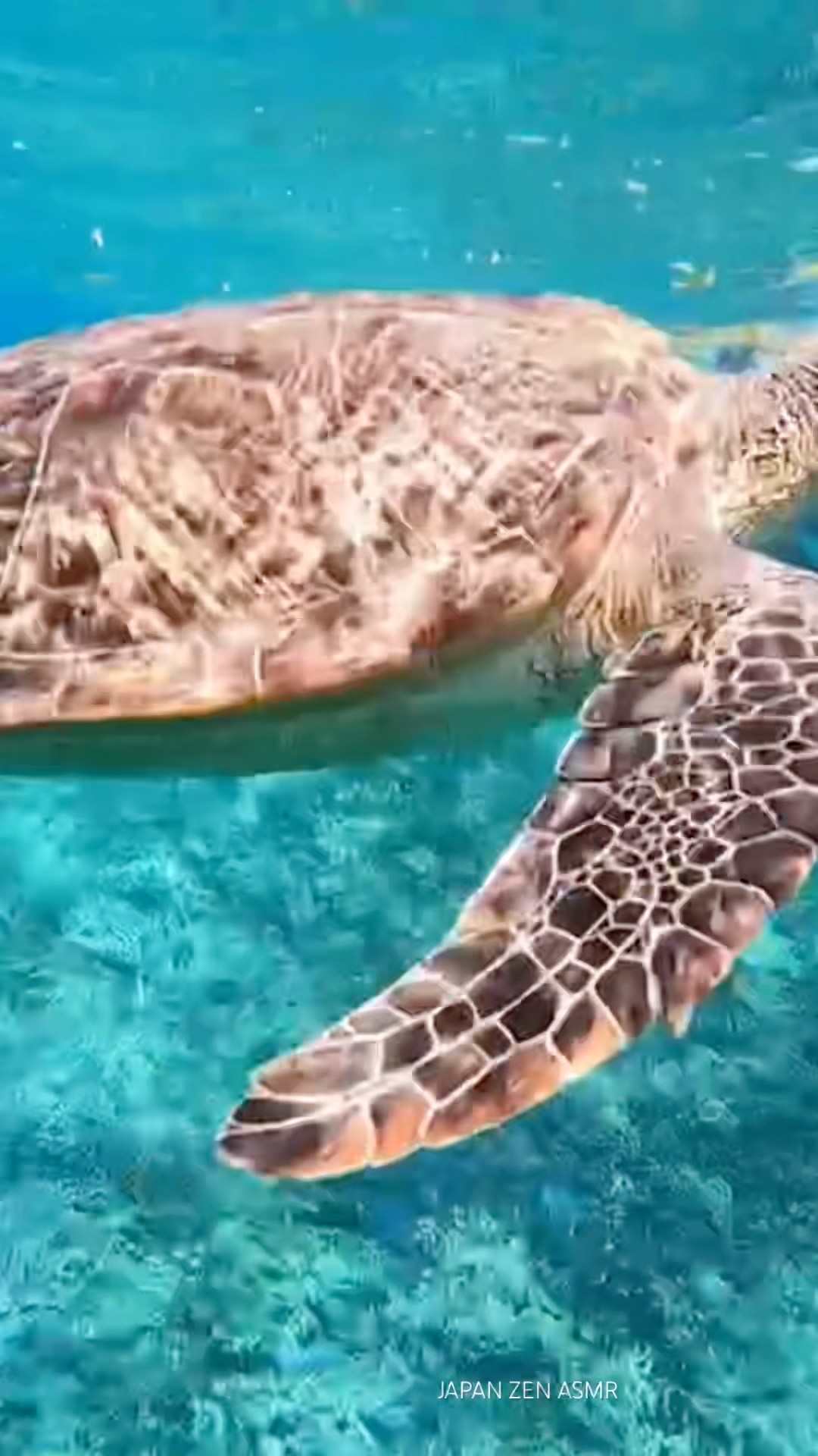 Sea Turtle in the Clear Water of Iriomote Island Okinawa, Japan