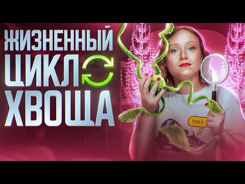 Жизненный цикл хвоща | ЕГЭ-2024 по биологии