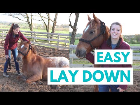 How to Teach a Horse to Lay Down (The EASY Way)