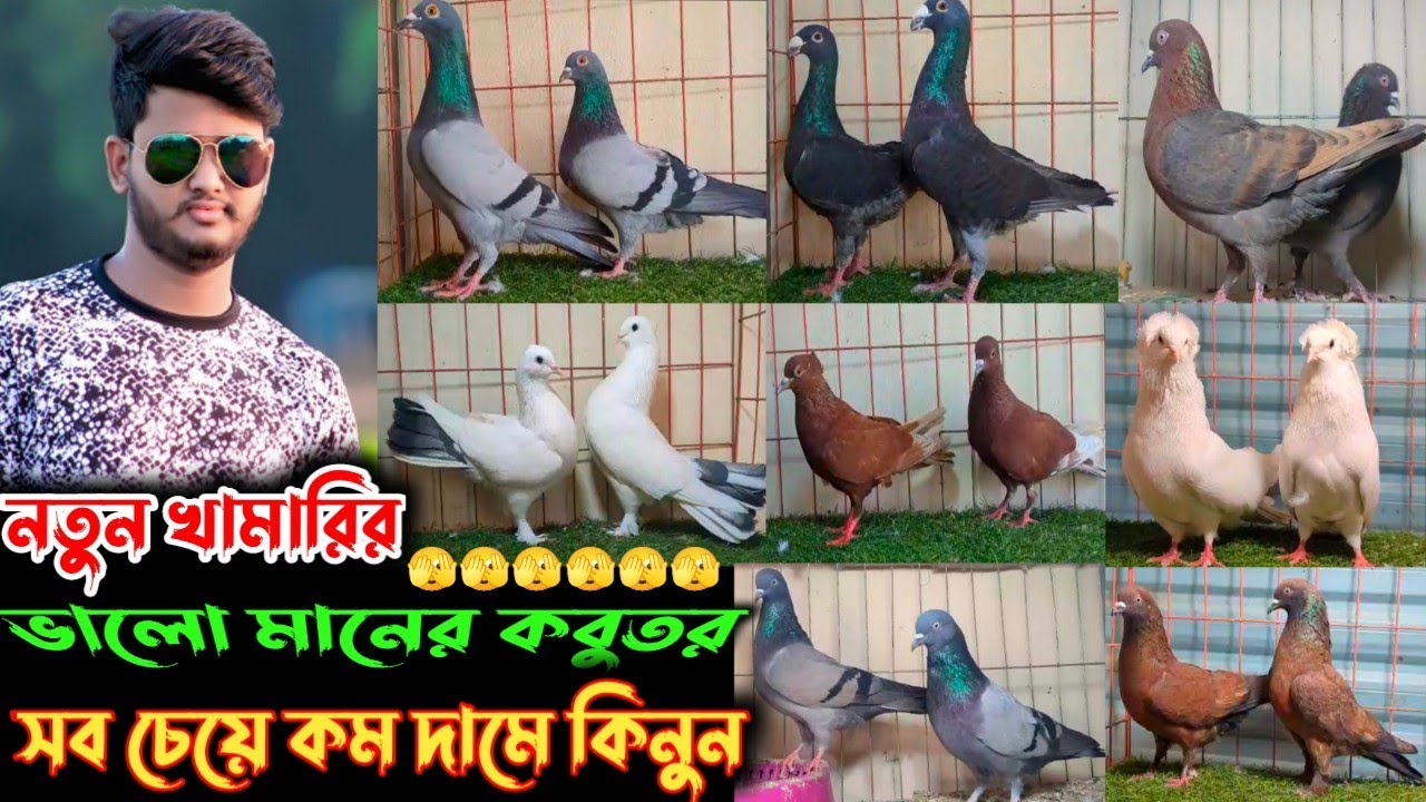 🌹১০০% ডিম বাচ্চা করা ভালো মানের কবুতর বিক্রি হবে পাইকারি দামে👉আলমগীর ভাইয়ের খামার থেকে🌹🌹🌹