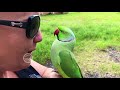 Free Flight Parrot Day 8 1_17