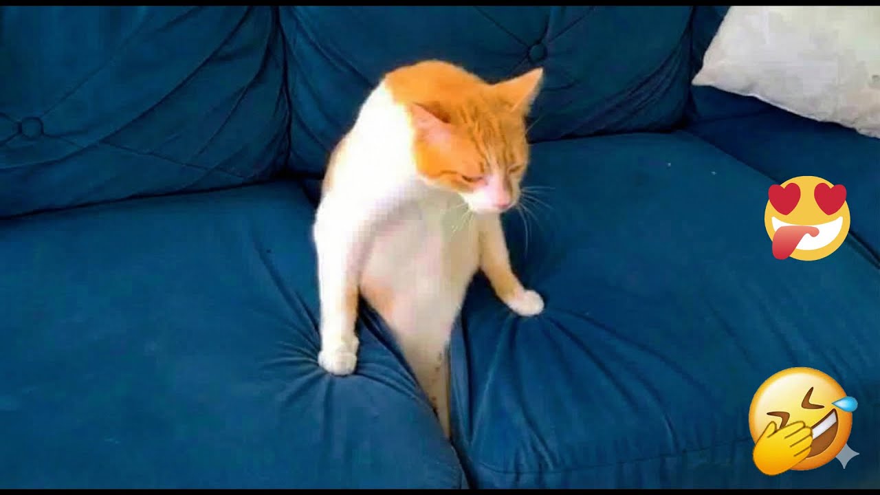 You Laugh You Lose 😆 Funniest Cats and Dogs 2026 🐩💘 Part 18