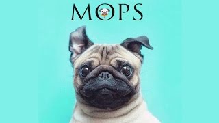 Encyklopedie psů | Mops by Dogs Vlogs 19,372 views 8 years ago 1 minute, 35 seconds