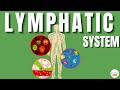 Lymphatic System Explained In Simple Words