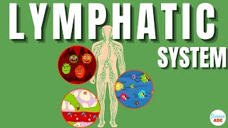 Lymphatic System Explained In Simple Words