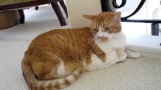 fat cat attack!!!