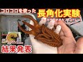 【実験結果】コーカサスオオカブトのワンダリング対策【マレーコーカサス】【長角】How to breed Three horned beetle