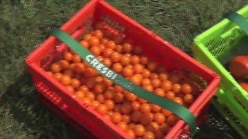 CRESBI® Collapsible Crate System