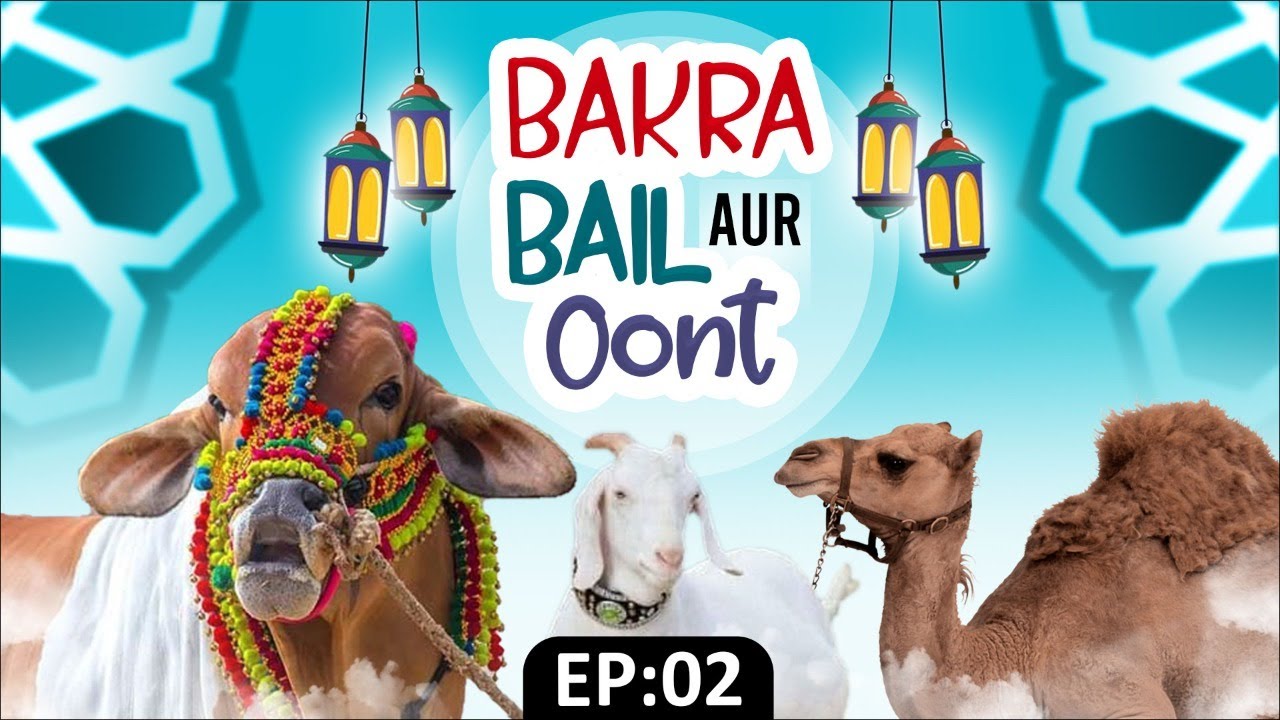 Bakra, Bail Aur Oont Ep 2 | Bakra Eid 2022 |  Bakra Eid Special Video 2022 | Bakra Eid Series