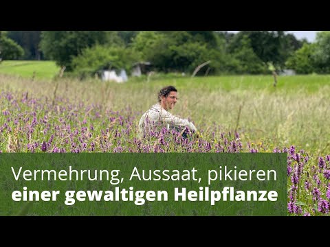 Video: Anis-Vermehrungsmethoden – Wie wird Anis vermehrt?