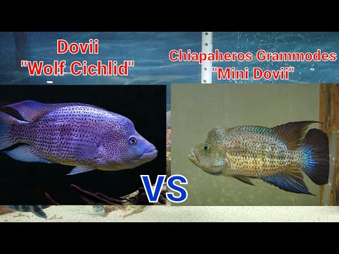 Dovii Wolf Cichlid | Grammodes Mini Dovii, tank mates & differences #dovii