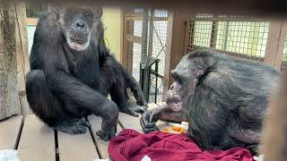 Hello friend, may I please have a tomato. A short film from a chimpanzee sanctuary.
